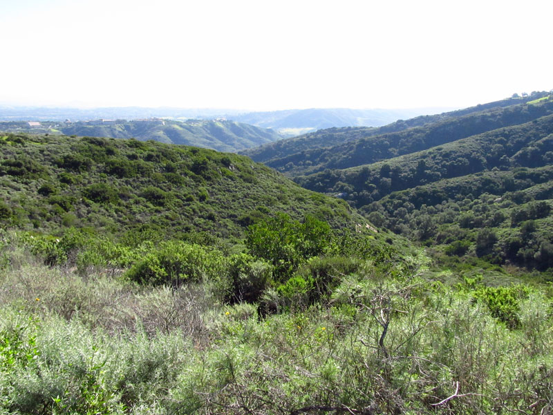 aliso-woods-IMG_0071