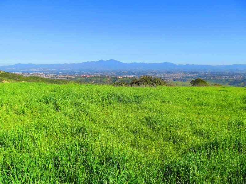 aliso-woods-IMG_0084