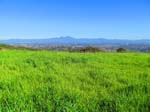 aliso-woods-IMG_0084