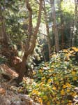 mt-wilson-to-chantry-flats-058