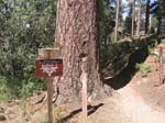 pine_knot_via_snow_summit-0066