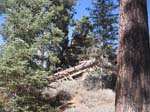 pine_knot_via_snow_summit-0067