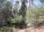 pine_knot_via_snow_summit-0068