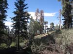 pine_knot_via_snow_summit-0070