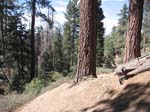 pine_knot_via_snow_summit-0071