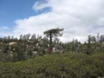 snow-summit-to-pine-knot-trail-0022