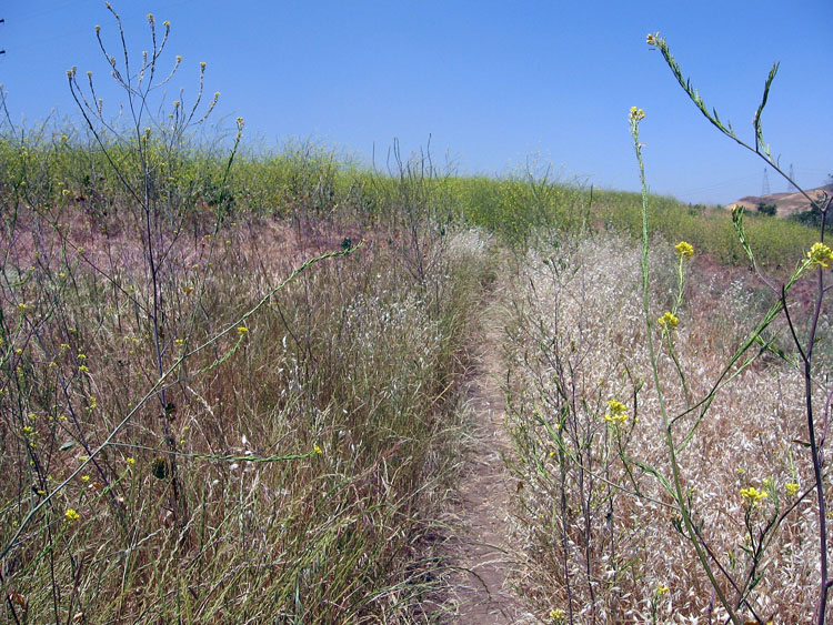 chino-hills-east-aliso-trail-023