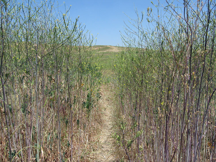 chino-hills-east-aliso-trail-025