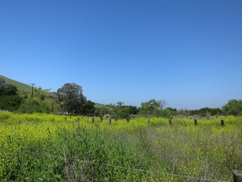 irvine_open_space_IMG_0082