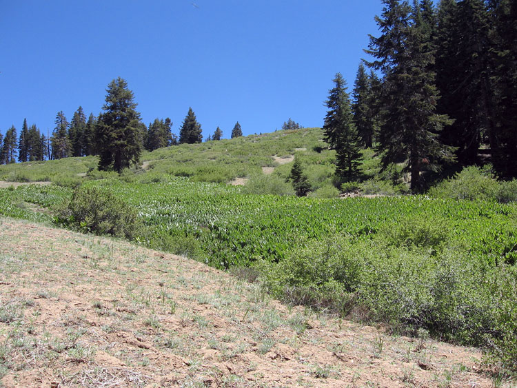 cannell-trail-kernville-051