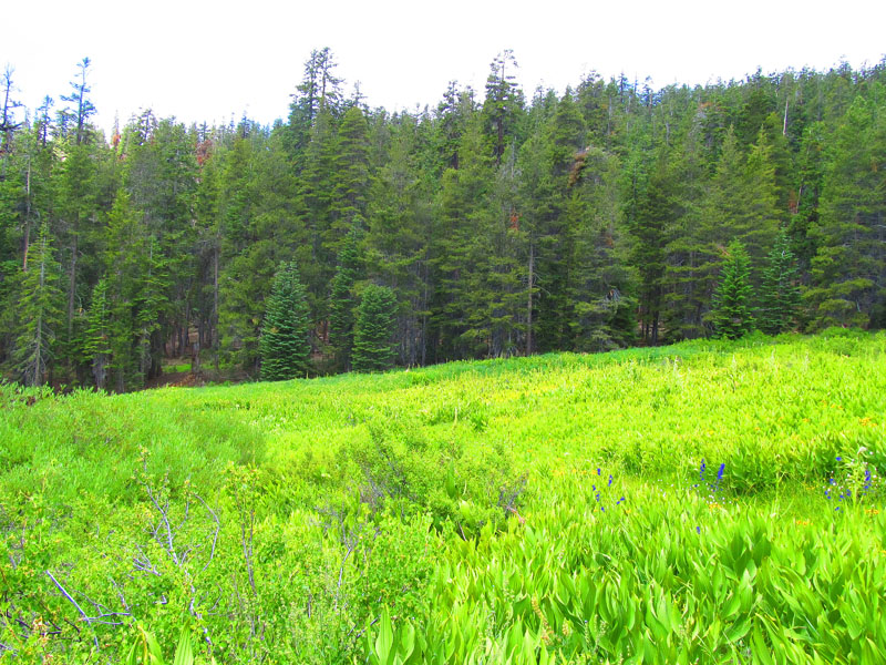 cannell_trail_IMG_1791