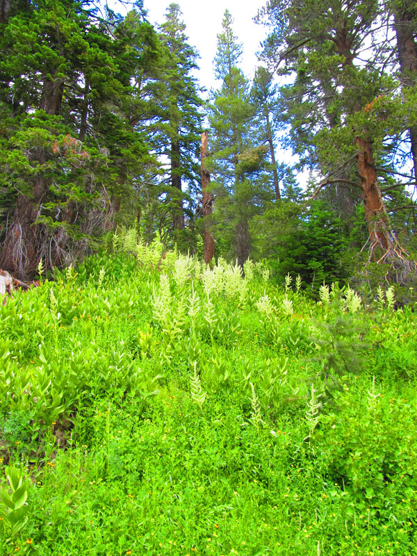 cannell_trail_IMG_1843