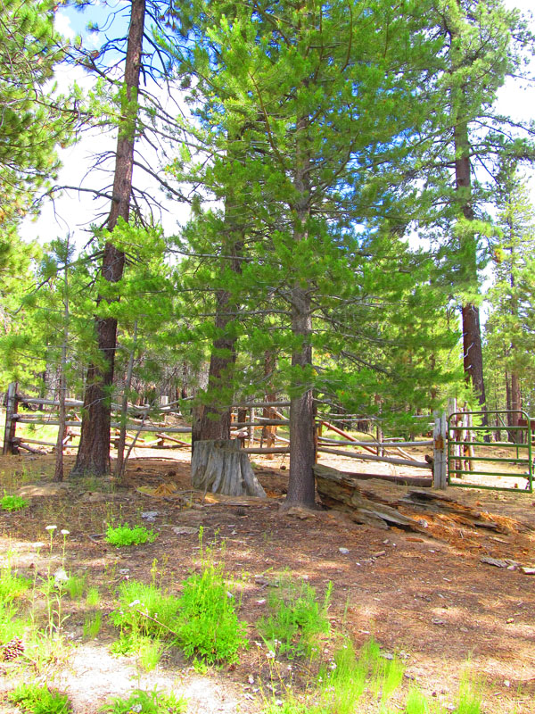 cannell_trail_IMG_1867