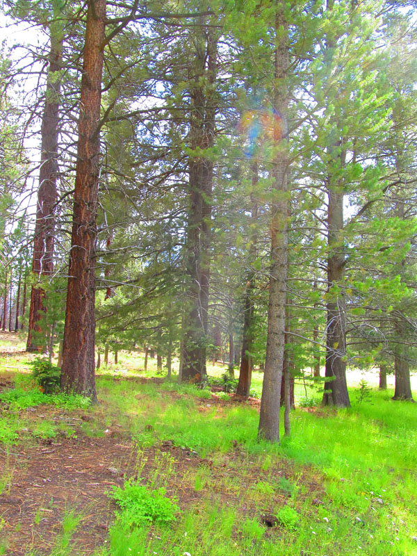 cannell_trail_IMG_1871