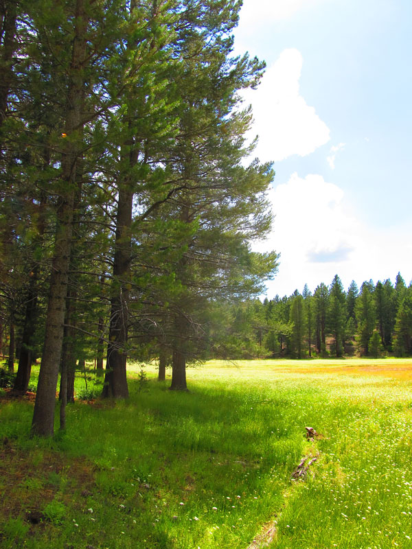 cannell_trail_IMG_1872