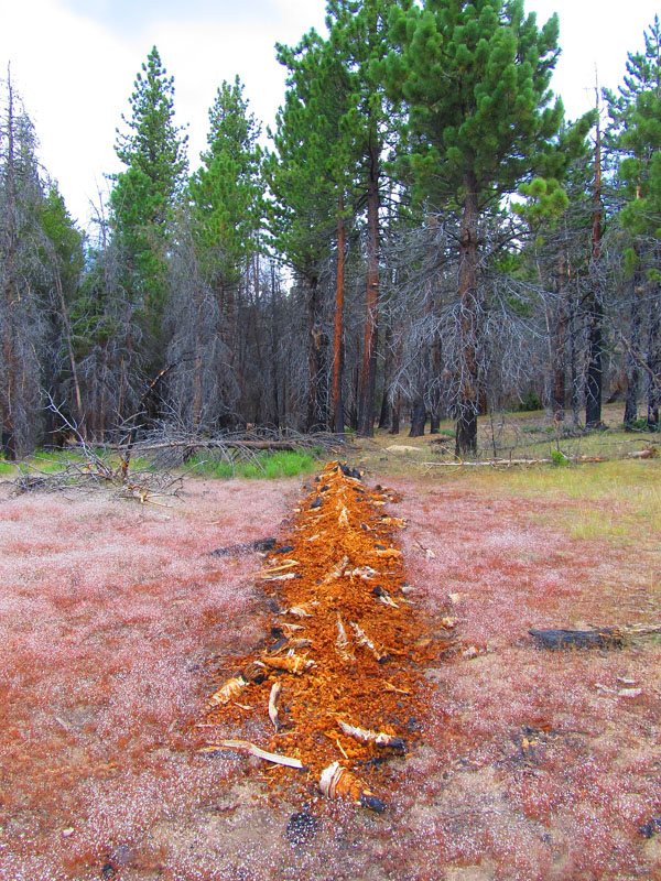 cannell_trail_IMG_1878