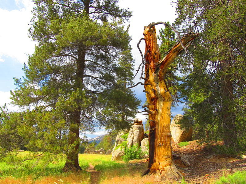 cannell_trail_IMG_1905