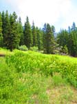 cannell_trail_IMG_1792
