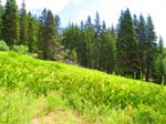 cannell_trail_IMG_1799