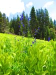 cannell_trail_IMG_1800