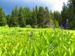 cannell_trail_IMG_1802