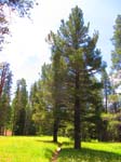cannell_trail_IMG_1808