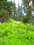 cannell_trail_IMG_1843