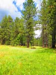 cannell_trail_IMG_1864
