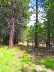 cannell_trail_IMG_1866