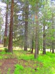 cannell_trail_IMG_1871
