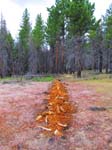 cannell_trail_IMG_1878