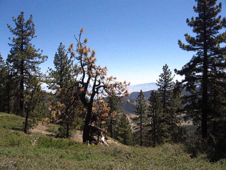 mt-pinos-mcgill-trail-0070