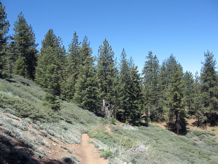 mt-pinos-mcgill-trail-0071