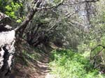 laguna-meadows-to-noble-canyon-071