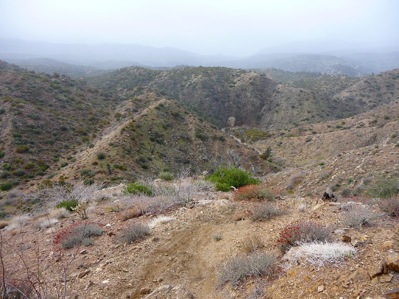 palm-canyon-17