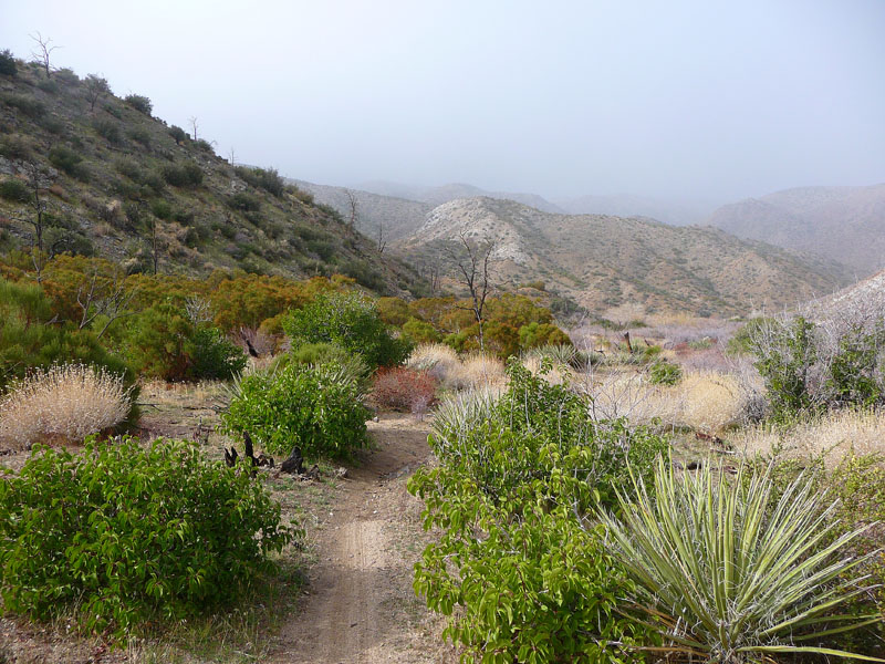 palm-canyon-24