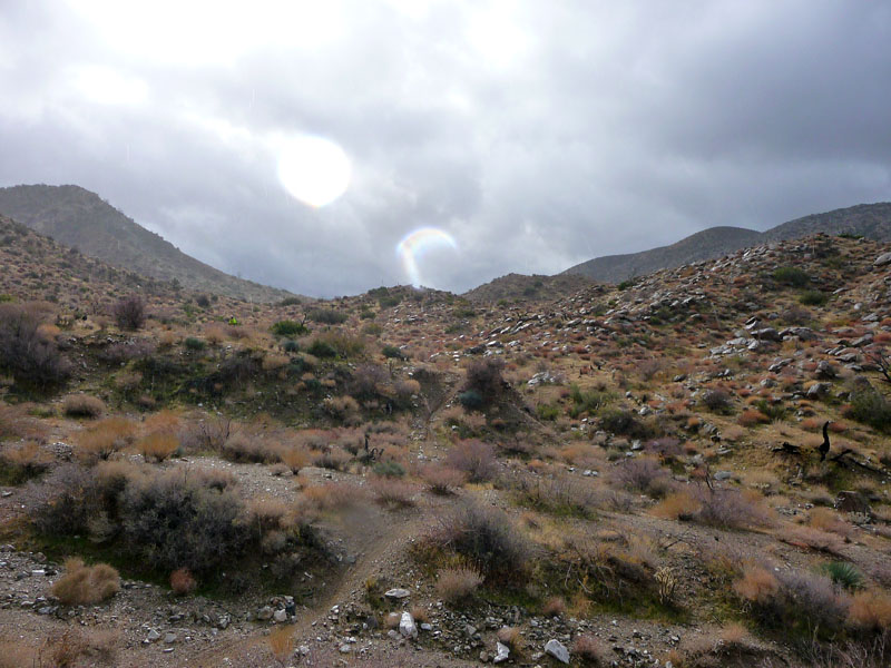 palm-canyon-37