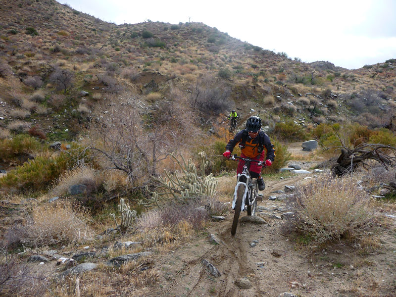 palm-canyon-39