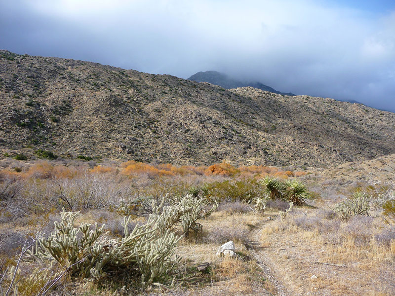 palm-canyon-41