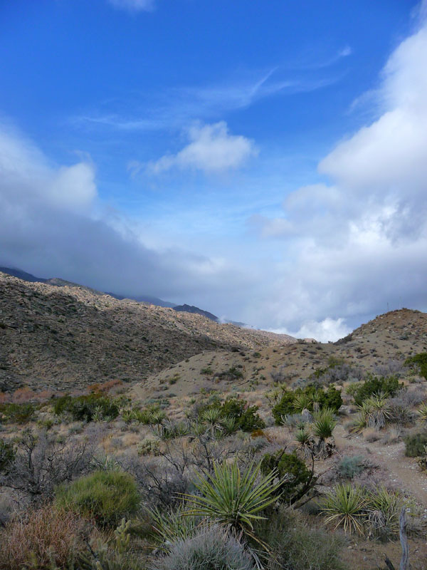 palm-canyon-42