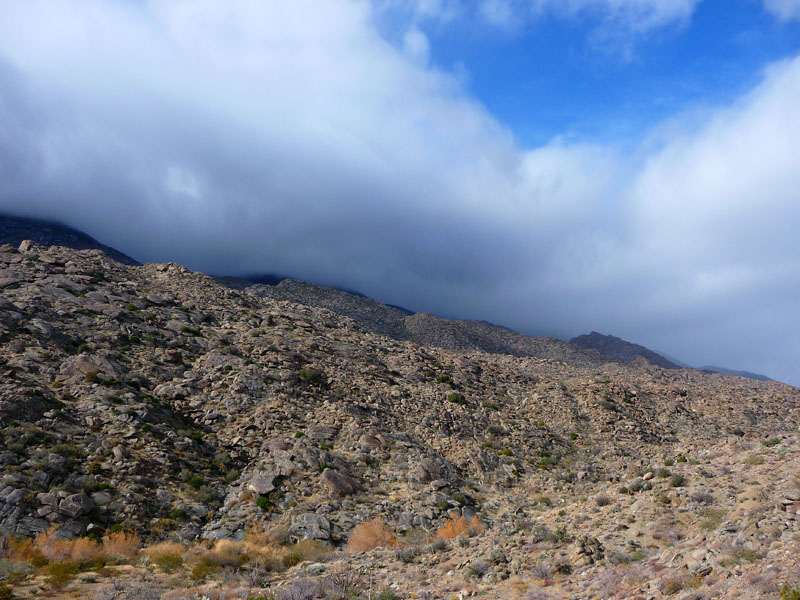 palm-canyon-44