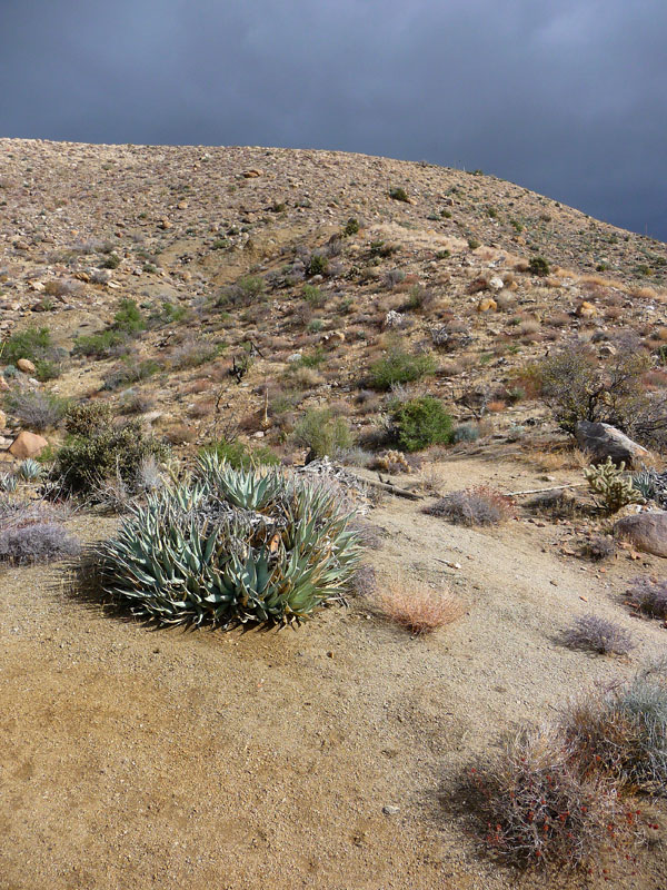 palm-canyon-46