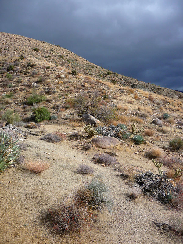 palm-canyon-47