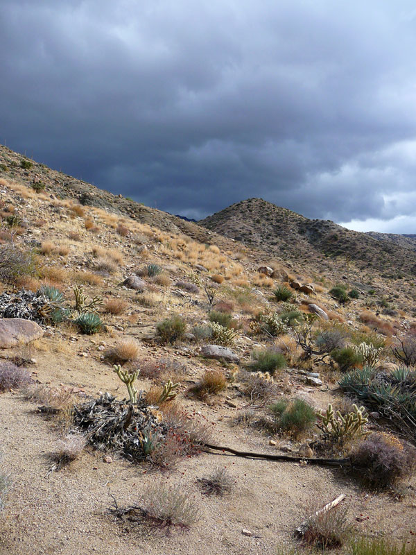 palm-canyon-48
