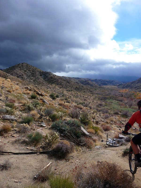 palm-canyon-49