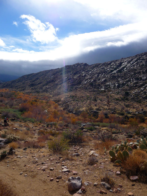 palm-canyon-51