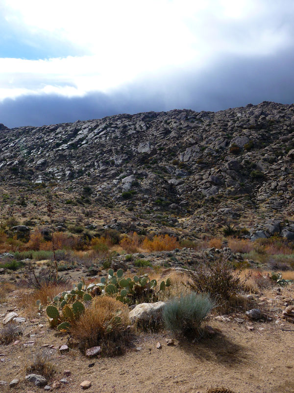 palm-canyon-52