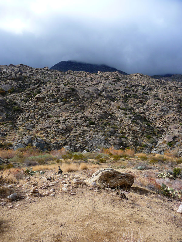 palm-canyon-54