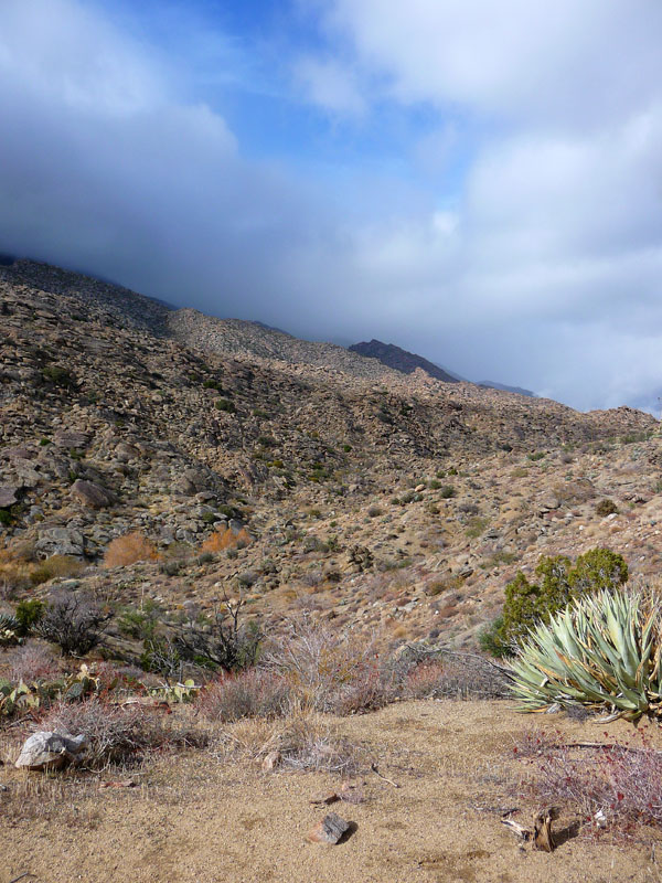 palm-canyon-56