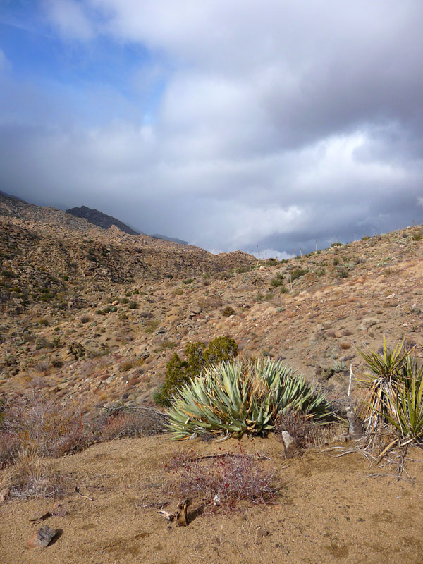 palm-canyon-57